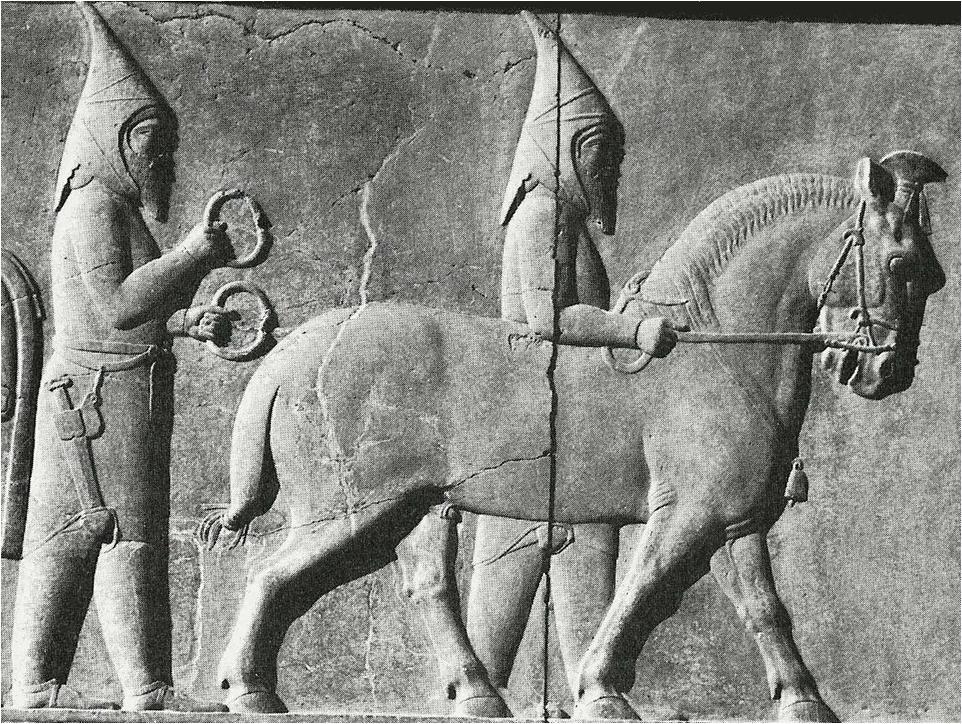 Saka Tigrakhauda at Persepolis