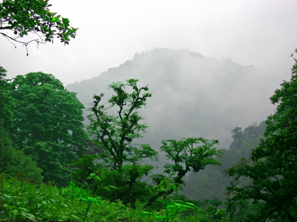 Gilan Forests North Iran